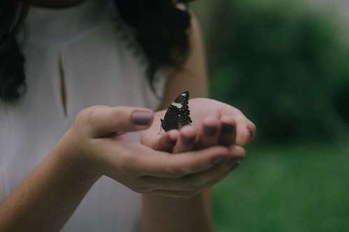 Female hands holding a butterfly outdoors
