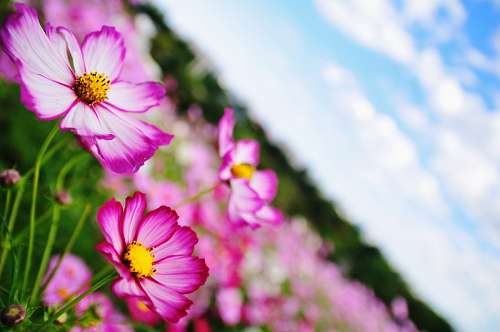 field, flower, flowers, nature, spring, background