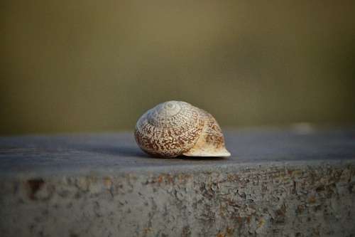 snail snail