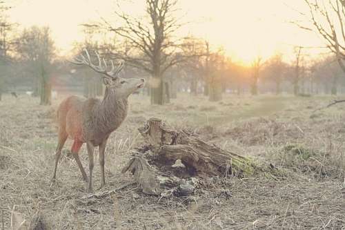 rebecca-biblical-figure deer