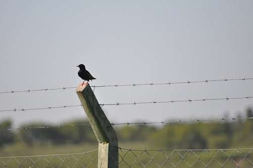 Bird, posing, barbed wire, fence 