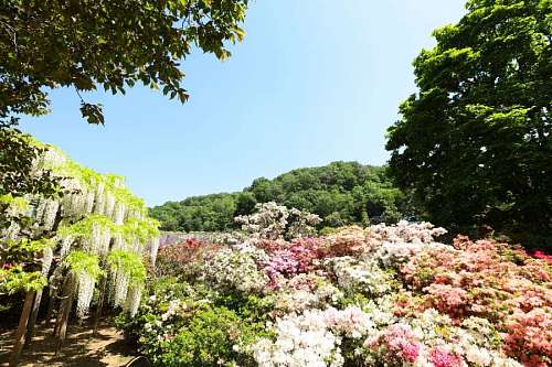 uk Amazing flowers boulevard in Japan.