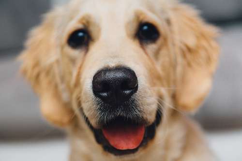 gentle  Golden retriever