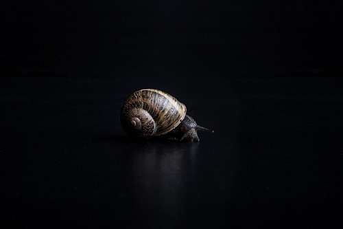 snail Snail