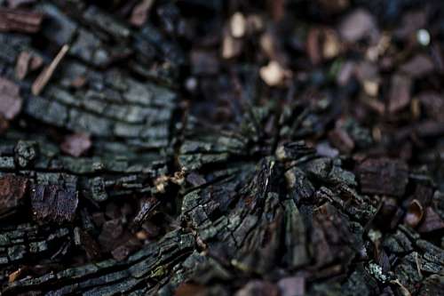 Tree Texture
