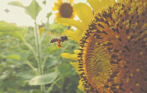 Sunflower