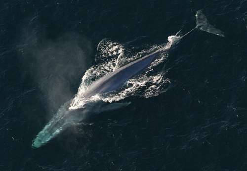 whale-tail Blue Whale