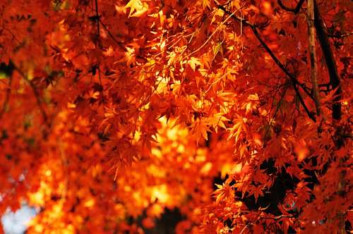 sunset, background, background, autumn, leaf, leav