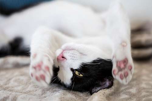 cute baby cat pictures