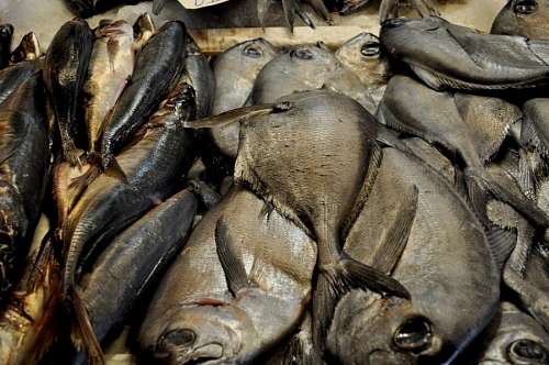 central-bank Fish Sotere