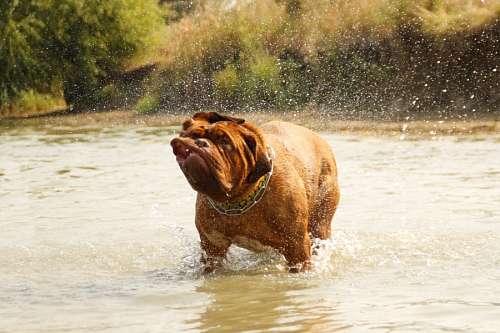 Dogue de Bordeaux