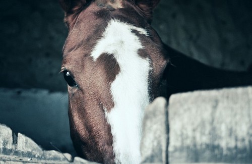 staring Horse stare in stable