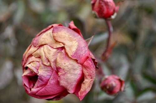 withered-rose pink, dry, dry, rose withered winter, nobody, flow