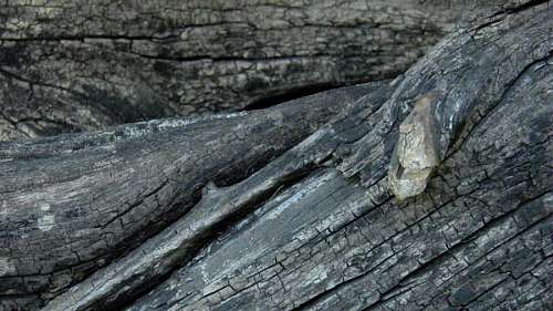 Texture, Textures, Trunk, Tree Bark 