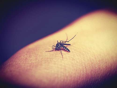 bite-sized mosquito