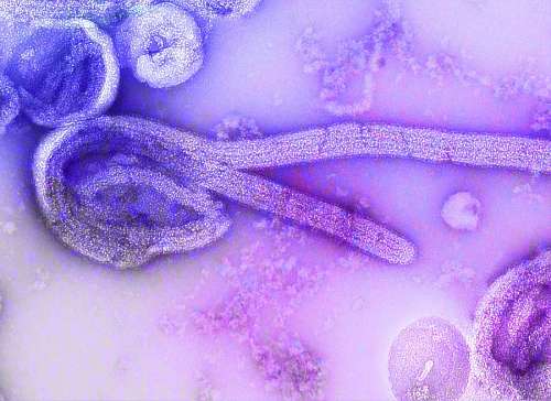 telescopic view of an organism