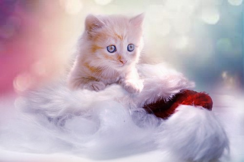 pussycat Tiny kitty for wallpaper 4k