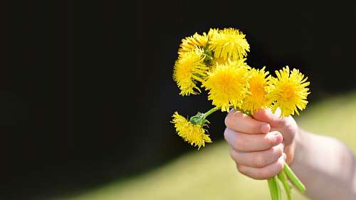 dandelion bouquet of flowers