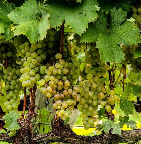 vineyard White grapes