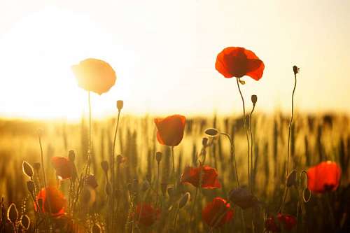 Field with wild poppy flowers at sunset