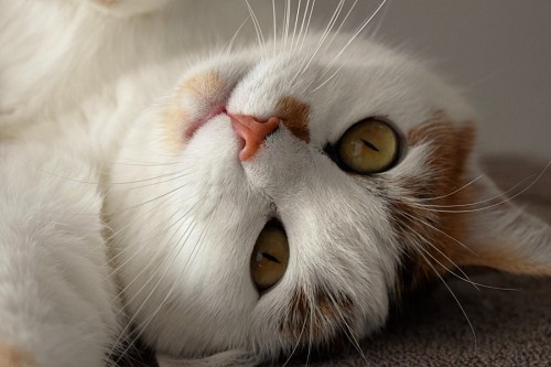Tender look of  little cat