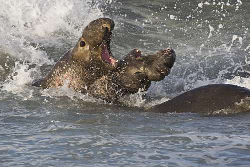 fighting Northern Elephant Seal