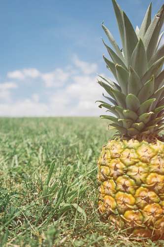 ananas Pineapple
