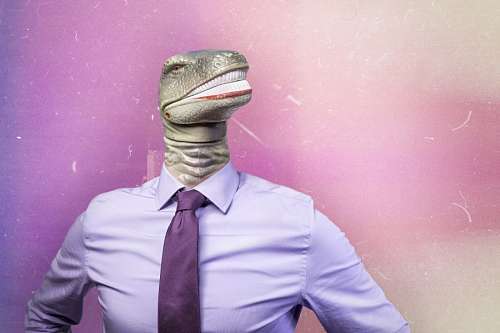 lizard 