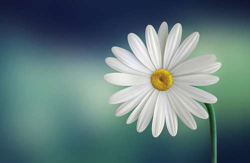 Daisy Flower