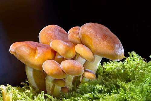 mold close-up of a lot of  mushrooms on grass