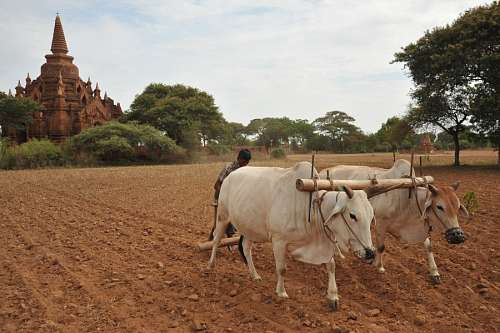 bagan Bagan, Birmania