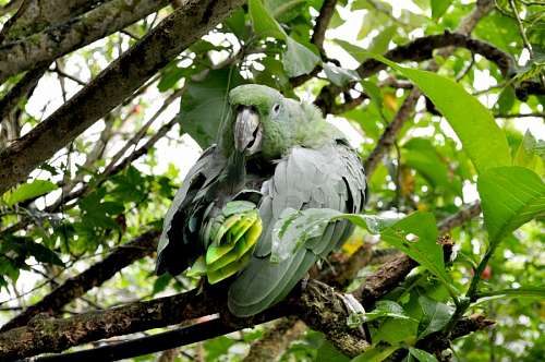 ecuador-religion Parrot