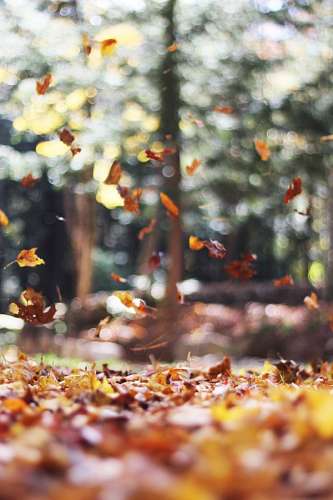 Autumn Wind
