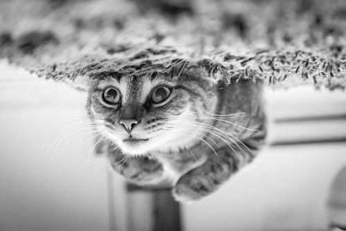  Funny kitten feet up in black and white