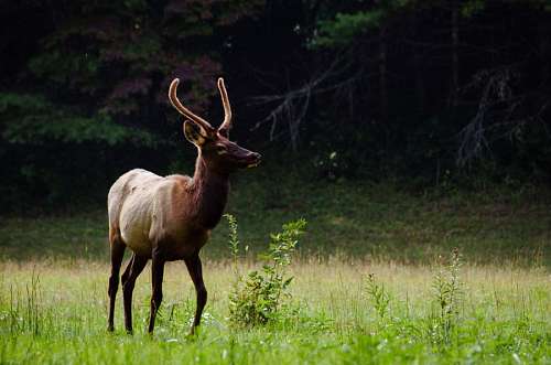 Deer