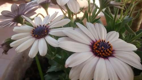 gerbera Flower, flowers, gerberas, garden flower pot 