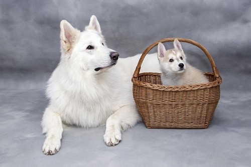 Siberian dog with her puppy inside a basket