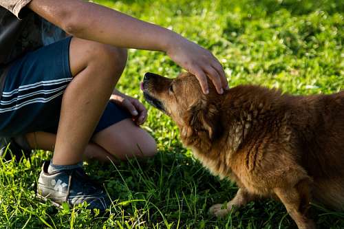 companion Caressing a dog