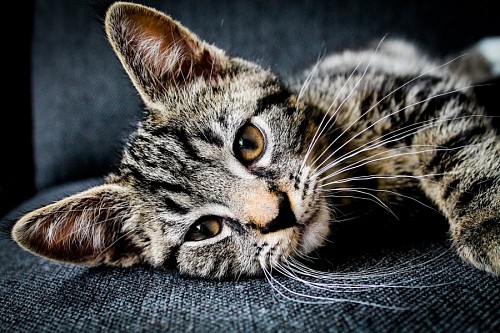 Sweet tabby kitten taking a break on the couch