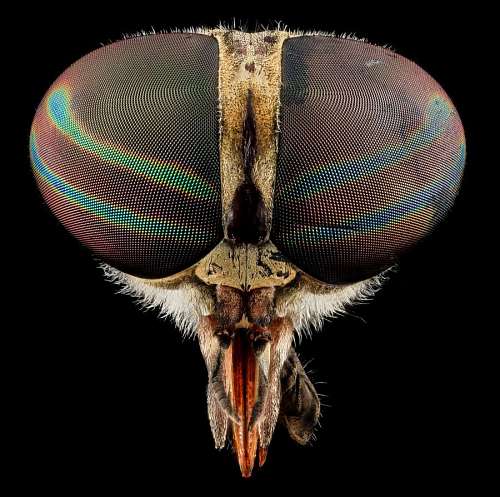 upside macro closeup of the head of a fly over a black background