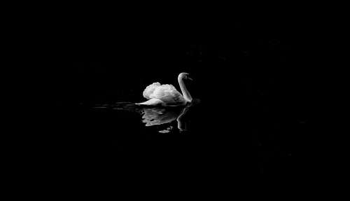 Swan on the lake