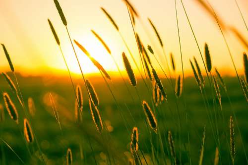 feelings Sunset at field