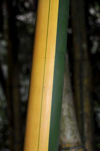 bamboo bamboo