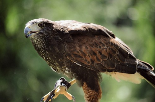 low Falcon hawk in falconry practice