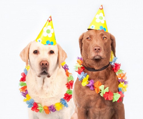  Funny pets prepared for the party