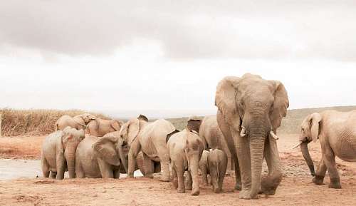 pond Group of elephants emerging from a pond in Africa