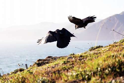 Black birds