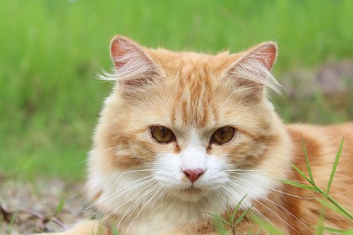 Sweet cat taking fresh air