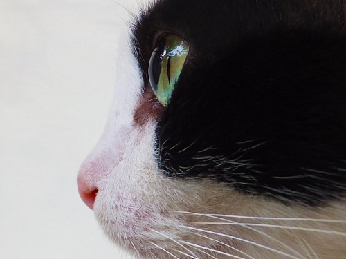  Profile of black and white cat with intense green eyes