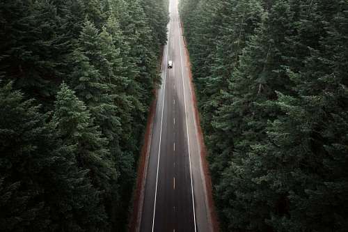 pov Car on road surrounded by pine forest